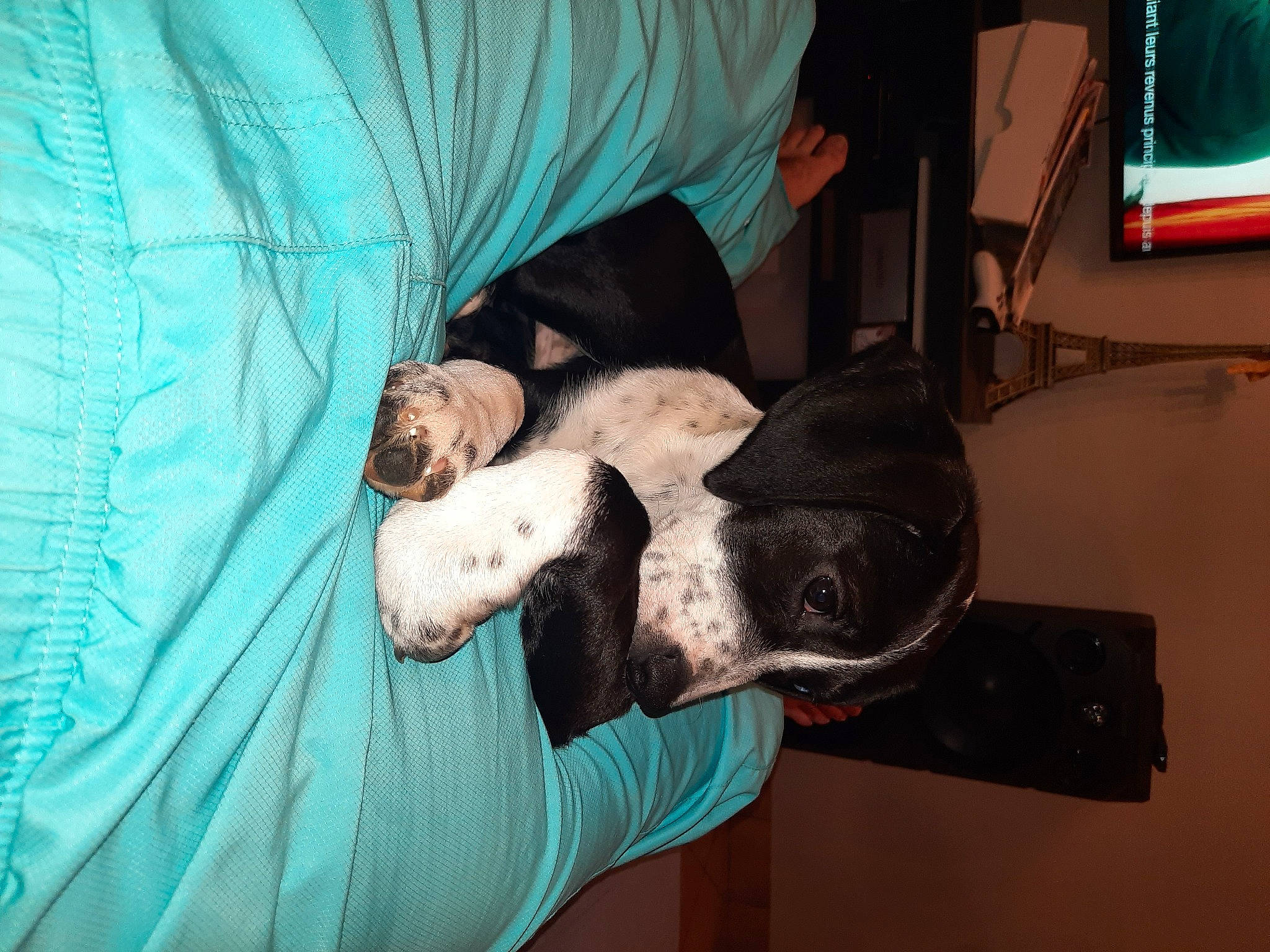 Sally participe au concours pour gagner de l'argent avec cette photo : canidae, carnivore, comfort, companion_dog, display_device, dog, dog_breed, ear, fawn, fun, fur, green, guard_dog, personal_protective_equipment, snout, sporting_group, television, television_set, whiskers, working_animal