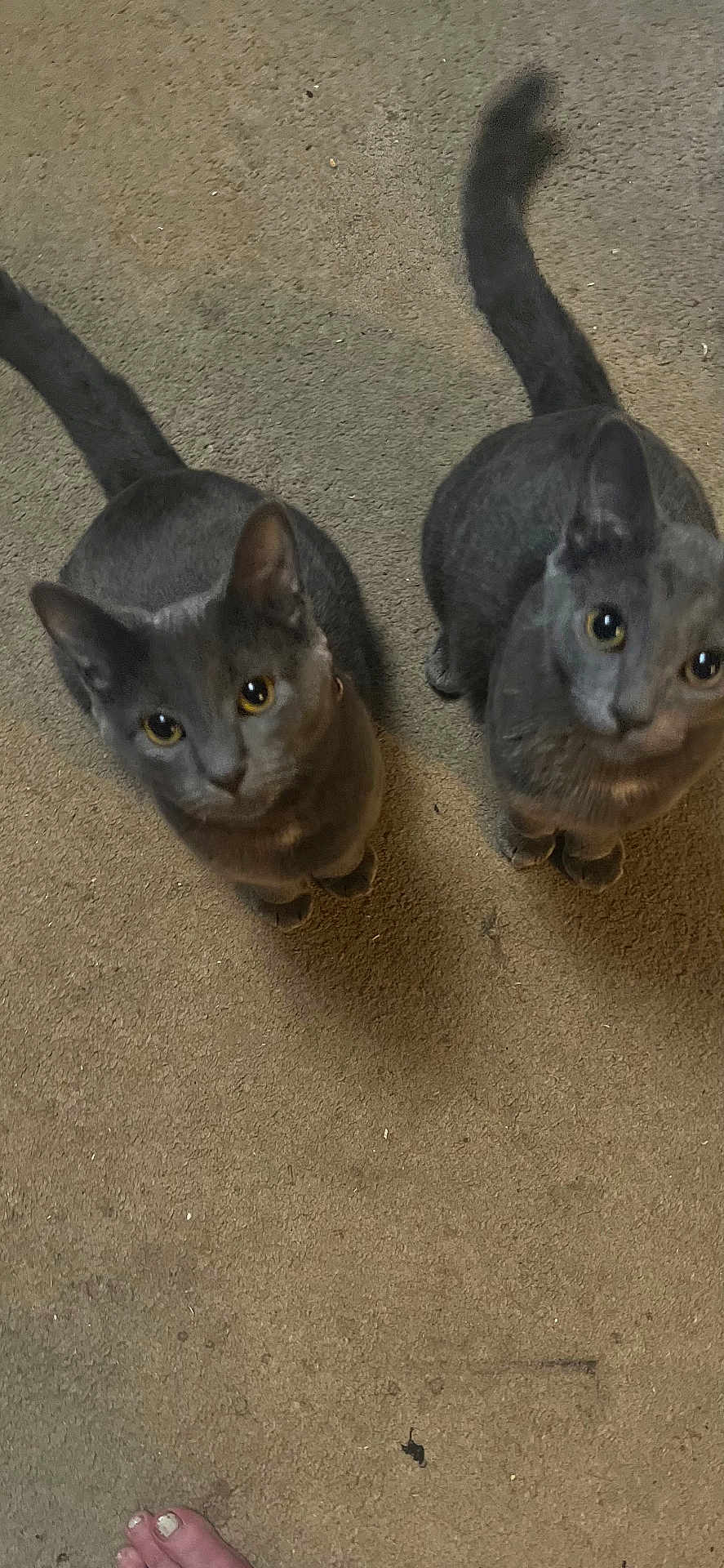 Felix And Stella