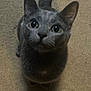 Felix And Stella joined the competition — help win amazing prizes! cat, gray_cat, pet, animal, feline, looking_up, indoor, carpet, whiskers, ears, tail, cute, curious, mammal, sitting, close_up, domestic_animal, fur, eyes, shadow