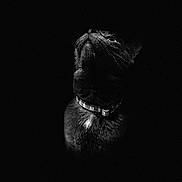 Felix And Stella joined the competition — help win amazing prizes! black_cat, cat, portrait, dark_background, animal, feline, collar, looking_up, whiskers, close_up, mysterious, noir_style, black_fur, pet, domestic_cat, shadow, night, single_subject, animal_portrait, moody_lighting