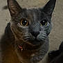 Felix And Stella joined the competition — help win amazing prizes! cat, gray_cat, pet, animal, close_up, yellow_eyes, whiskers, indoor, curious, feline, looking_up, ears, fur, collar, domestic_cat, mammal, cute, face, portrait, blurry