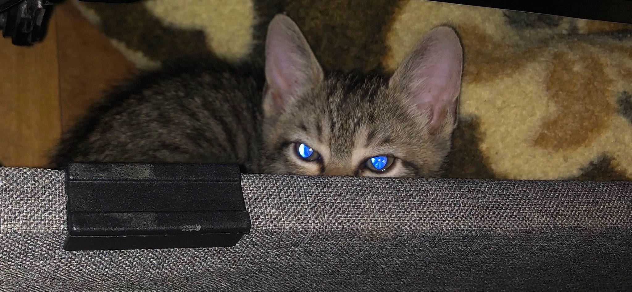 Lily participe au concours pour gagner de l'argent avec cette photo : box, carnivore, cat, comfort, darkness, domestic_short_haired_cat, eye, felidae, fur, grey, paw, photo_caption, small_to_medium_sized_cats, snout, whiskers, wildlife