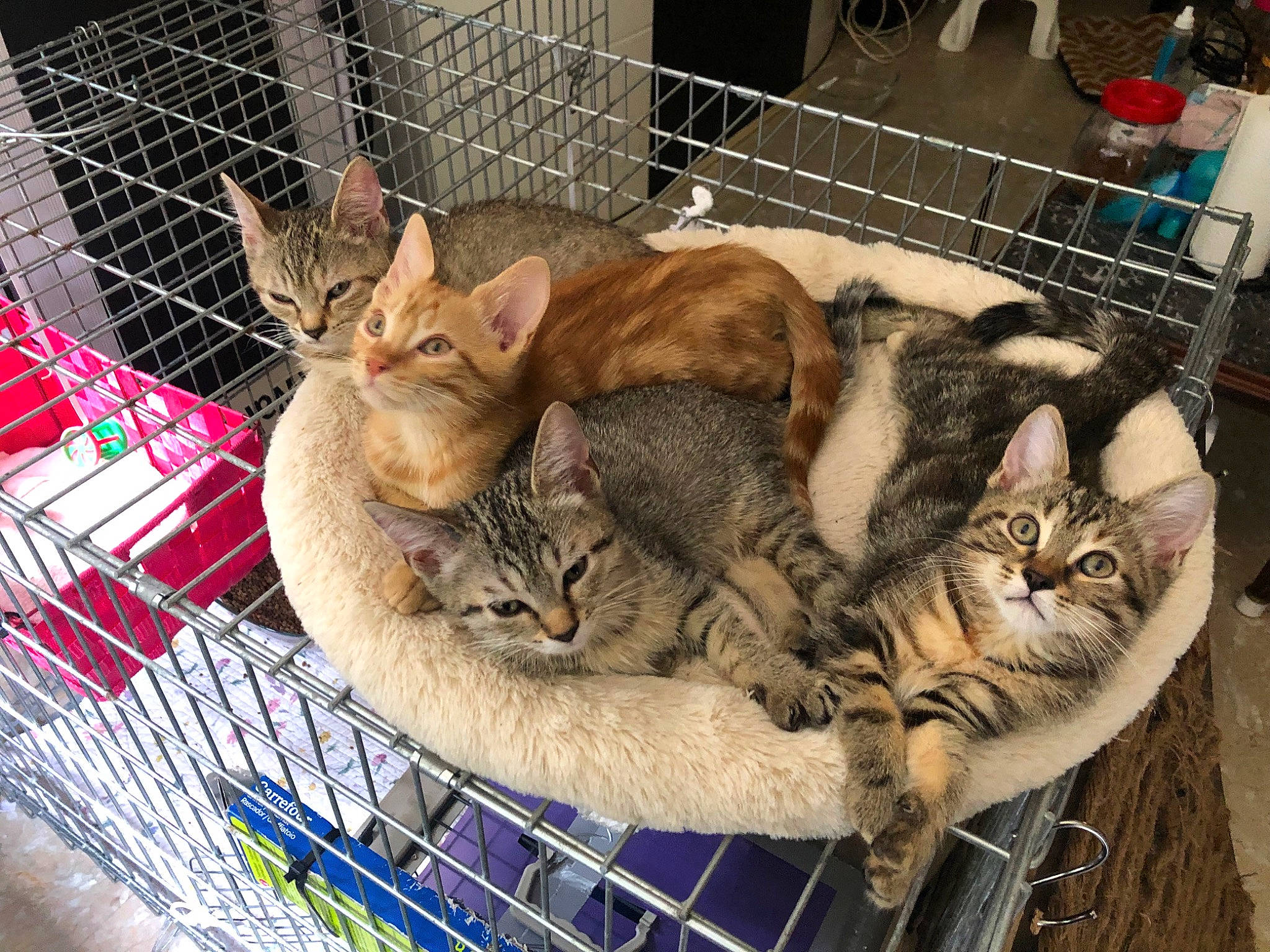 Petits Rescapes a rejoint le concours — aidez-le/la à gagner de superbes lots ! animal_shelter, basket, cage, carnivore, cat, cat_supply, comfort, domestic_short_haired_cat, fawn, felidae, fur, mesh, pet_supply, small_to_medium_sized_cats, snout, tail, terrestrial_animal, vehicle, whiskers, wildlife