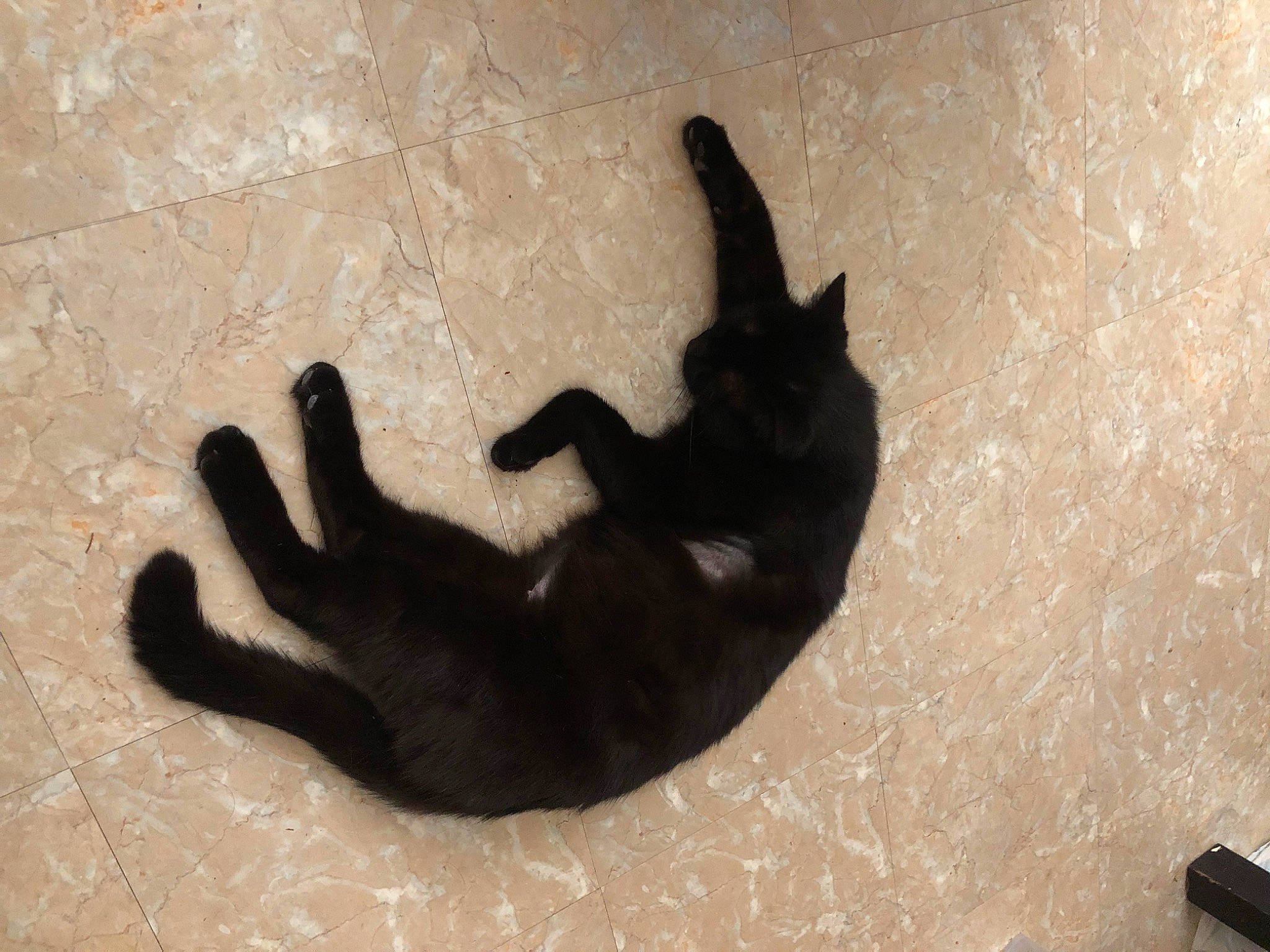 Goupix a rejoint le concours — aidez-le/la à gagner de superbes lots ! canidae, carnivore, cat, comfort, dog_breed, fawn, felidae, finger, flooring, foot, gesture, paw, shadow, small_to_medium_sized_cats, snout, tail, terrestrial_animal, thumb, tints_and_shades, whiskers