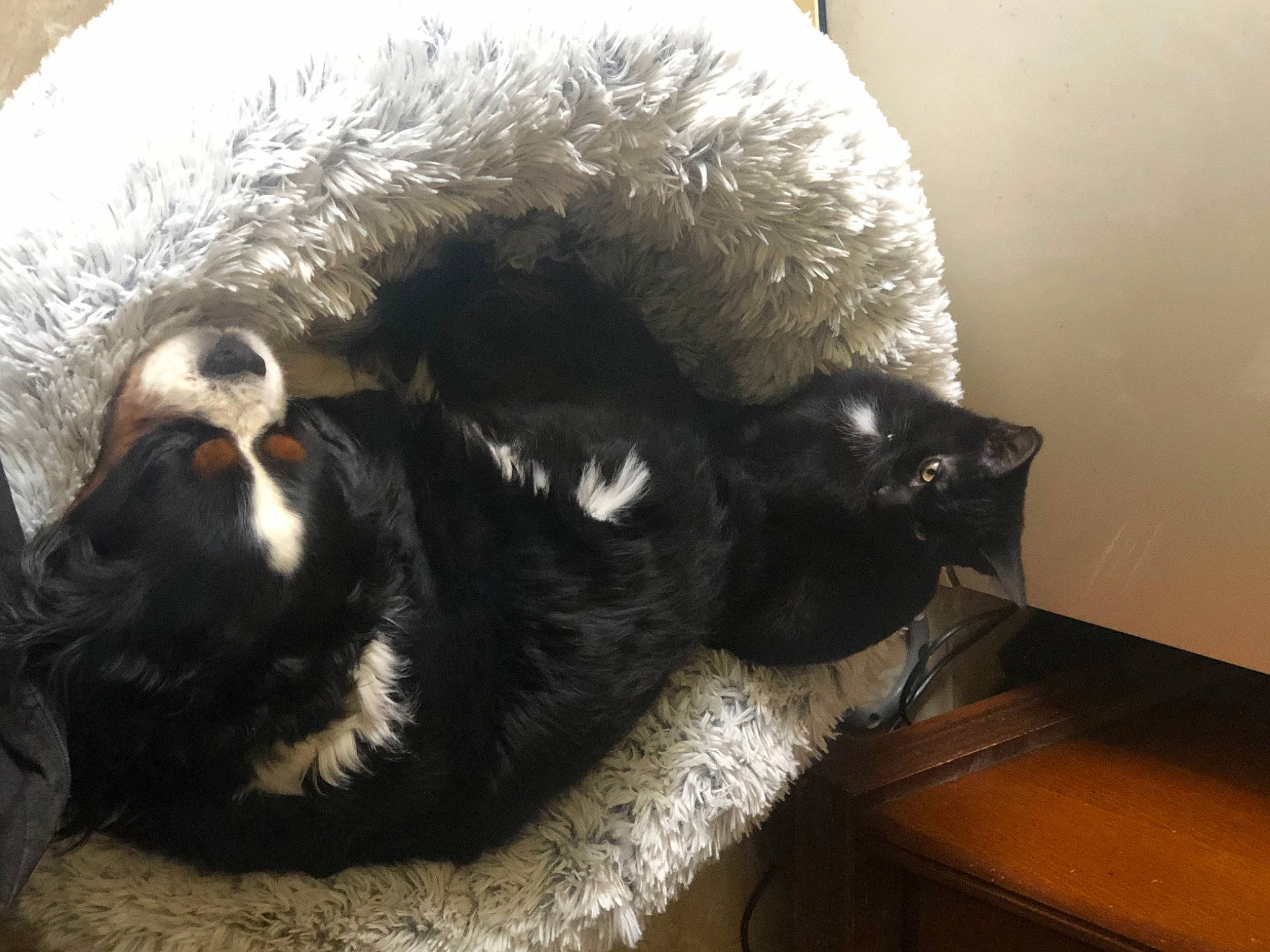 Timoon a rejoint le concours — aidez-le/la à gagner de superbes lots ! carnivore, cat, cat_bed, claw, comfort, companion_dog, dog_breed, felidae, fur, nap, natural_material, paw, small_to_medium_sized_cats, snout, sporting_group, tail, terrestrial_animal, toy, whiskers, working_animal