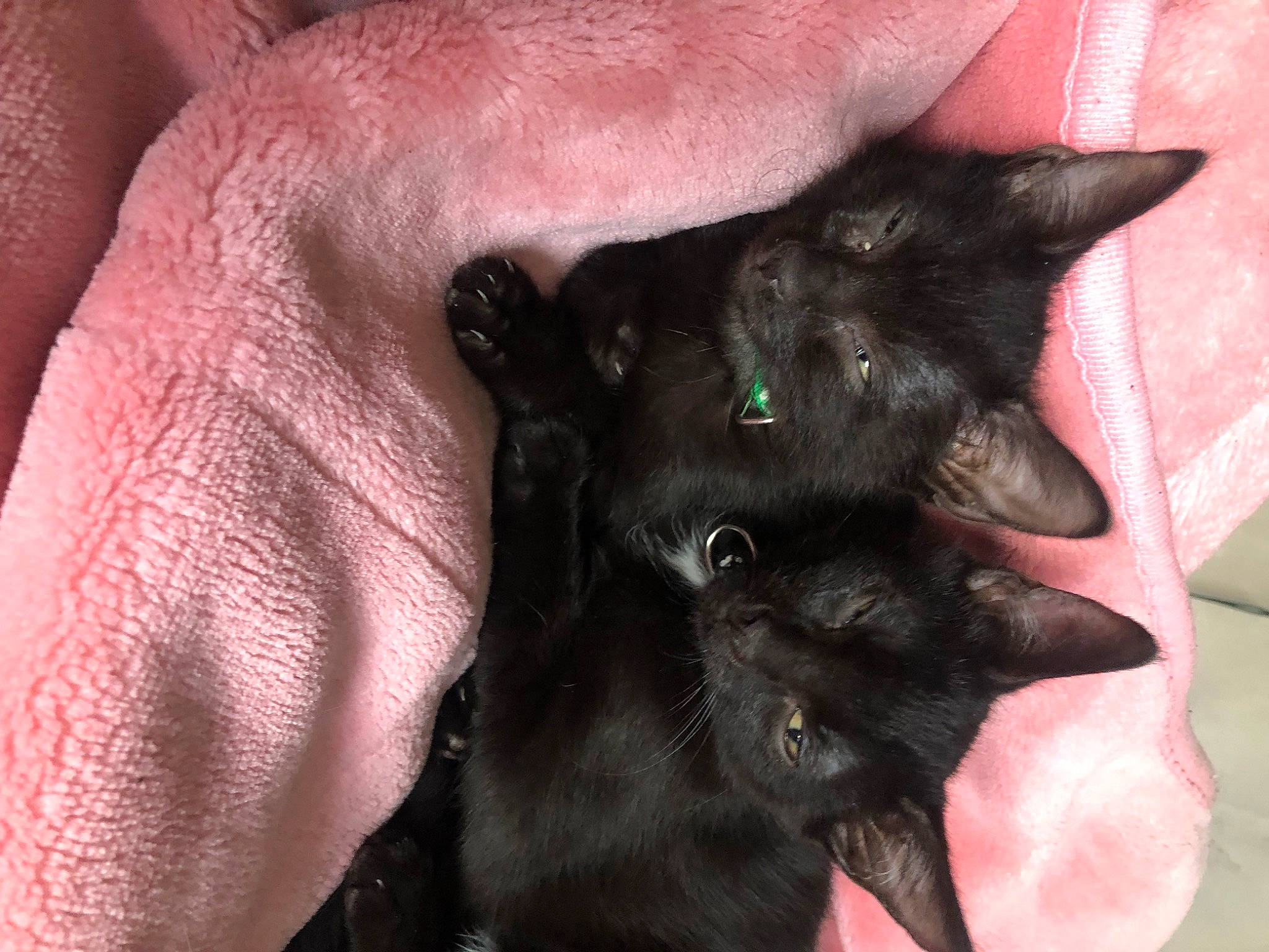 Timoon a rejoint le concours — aidez-le/la à gagner de superbes lots ! black_cat, bombay, canidae, carnivore, cat, cat_supply, claw, comfort, dog_breed, domestic_short_haired_cat, ear, felidae, fur, nail, small_to_medium_sized_cats, tail, whiskers