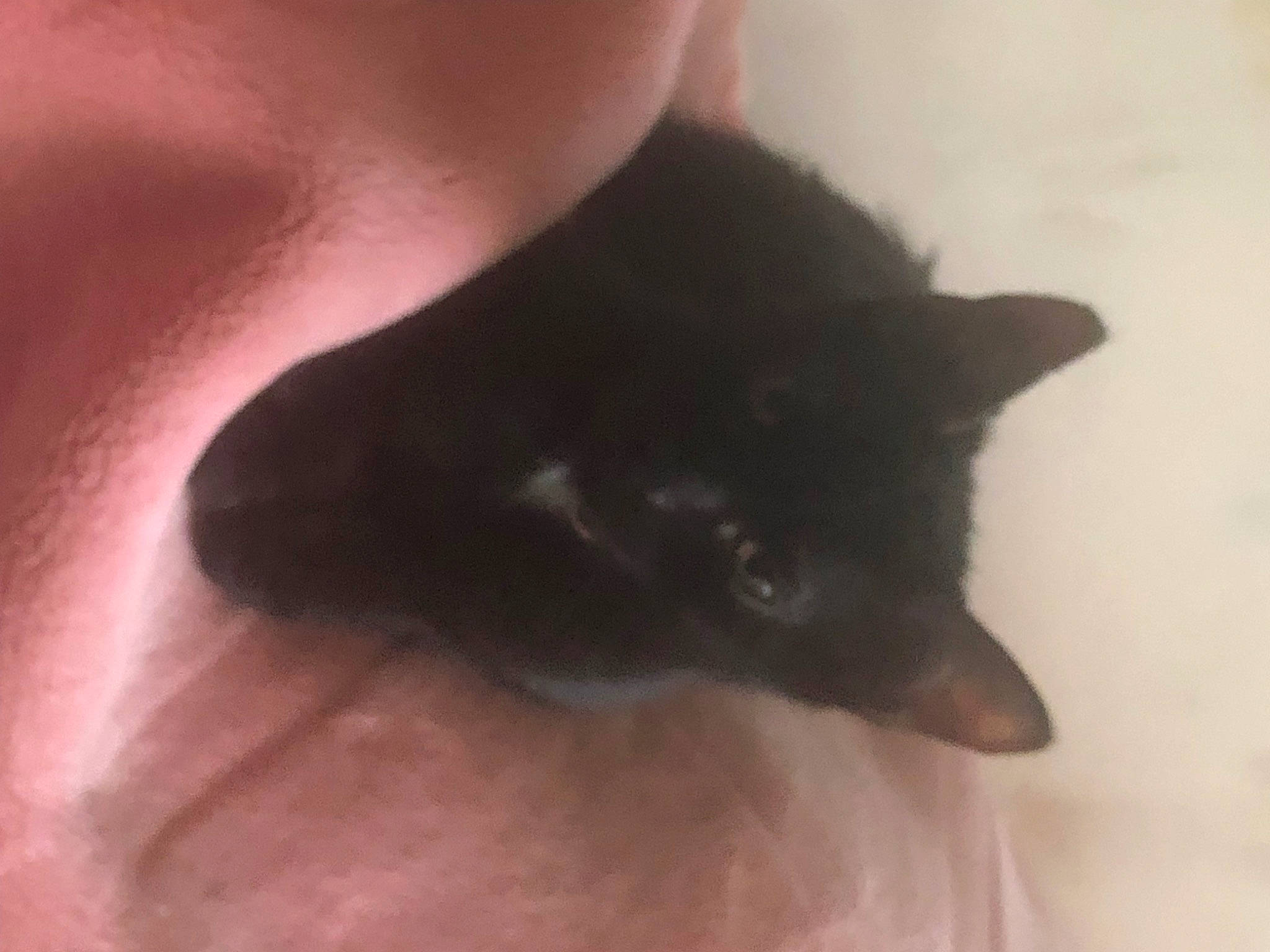 Timoon participe au concours pour gagner de l'argent avec cette photo : black_cat, bombay, canidae, carnivore, cat, claw, dog_breed, domestic_short_haired_cat, ear, eye, felidae, flooring, foot, fur, gesture, head, paw, small_to_medium_sized_cats, tail, whiskers