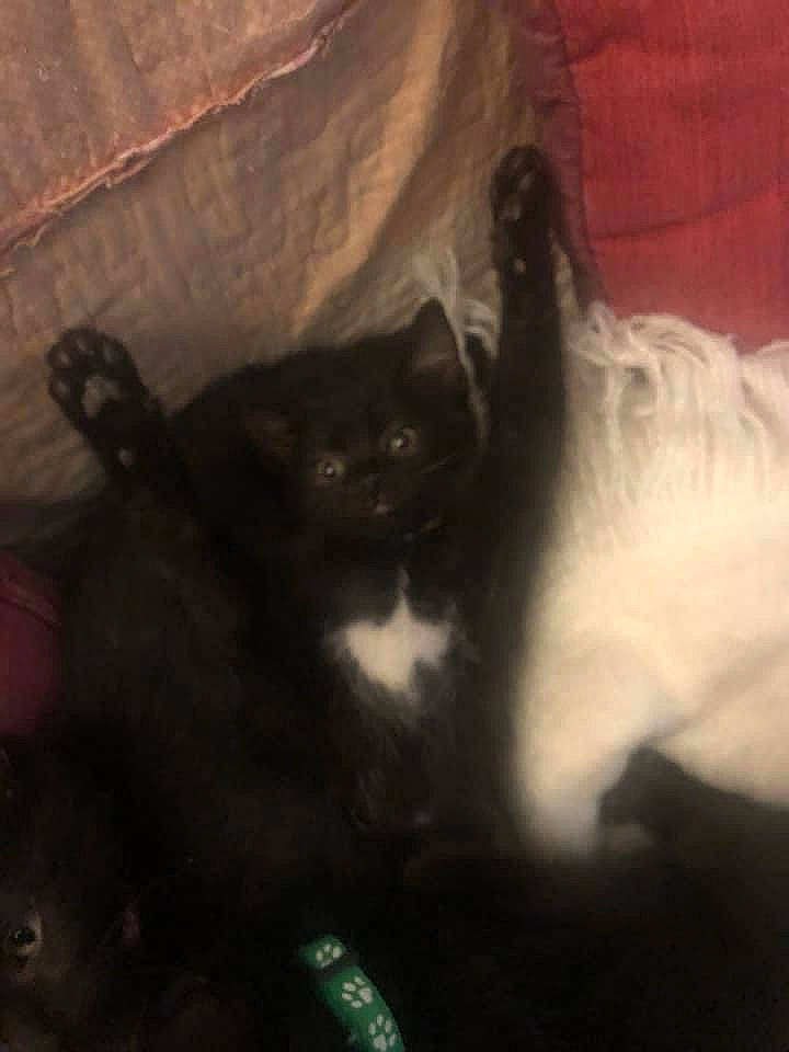 Timoon a rejoint le concours — aidez-le/la à gagner de superbes lots ! black_cat, carnivore, cat, cloud, comfort, darkness, domestic_short_haired_cat, felidae, fur, paw, room, sky, small_to_medium_sized_cats, snout, square, tail, tints_and_shades, whiskers