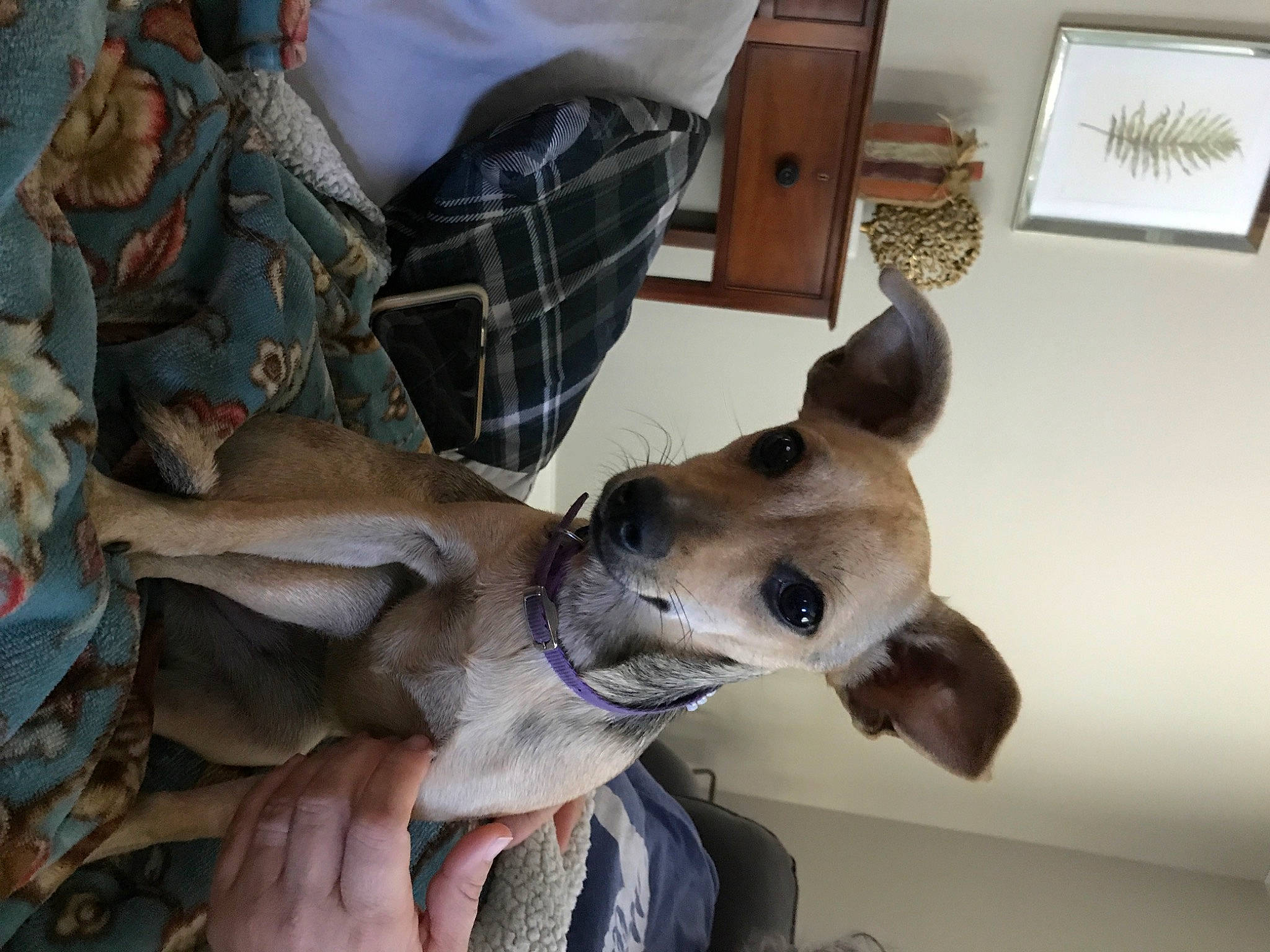 Tiny Dog joined the competition — help win amazing prizes! american_hairless_terrier, canidae, carnivore, dog, dog_breed, ear, fawn, feist, italian_greyhound, jaw, lurcher, mammal, non_sporting_group, snout, toy_dog, vertebrate, whippet