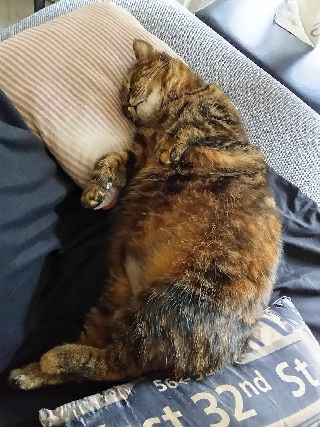 Patate a rejoint le concours — aidez-le/la à gagner de superbes lots ! cat, tabby, sleeping, pillow, cushion, fur, pet, resting, cozy, indoor, feline, striped, relaxed, closeup, animal, mammal, home, cute, soft, comfort