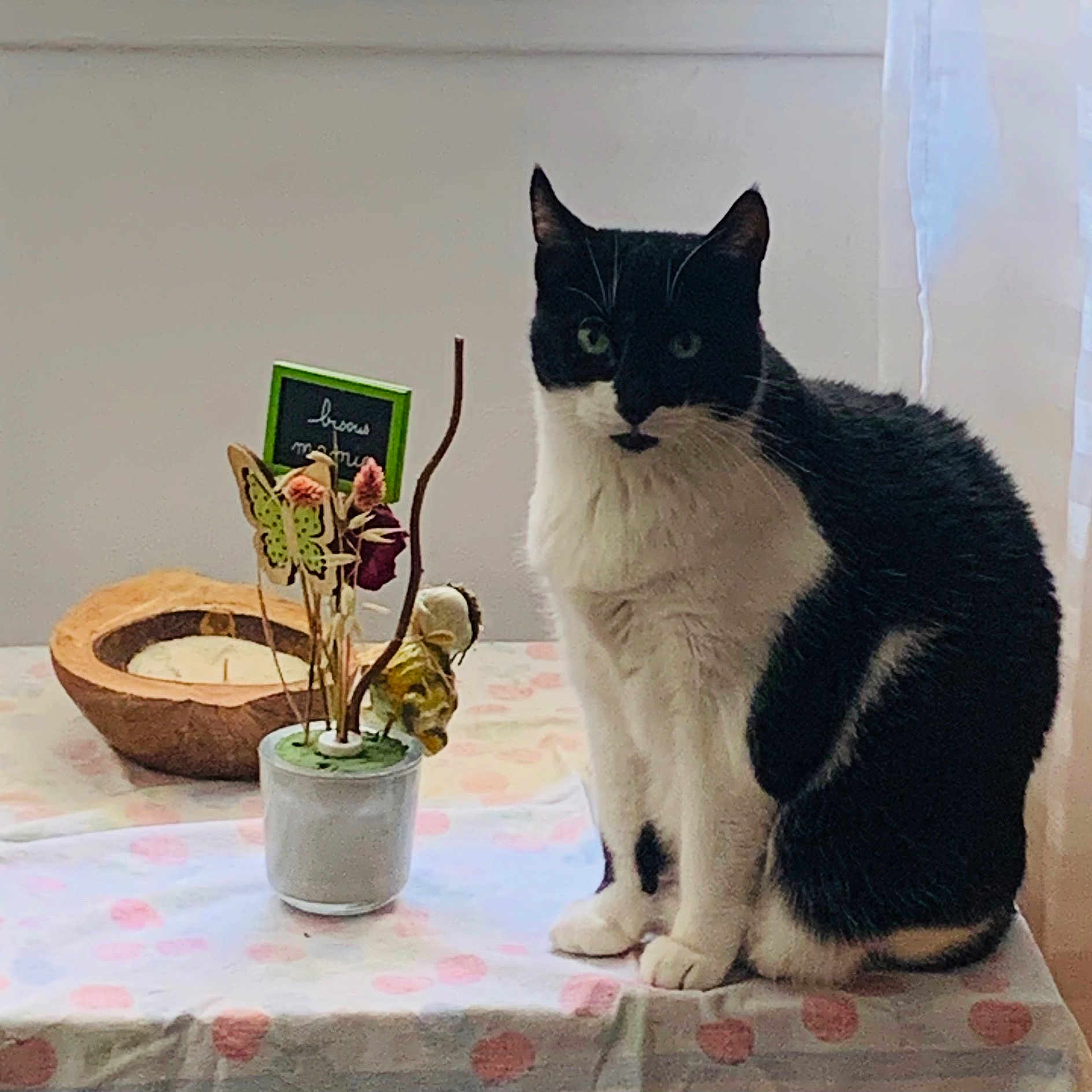 Mia a rejoint le concours — aidez-le/la à gagner de superbes lots ! animal, black_and_white, cat, curtain, decor, domestic_cat, dried_flowers, feline, flower_pot, furniture, household, indoor, pet, polka_dot, sitting, soft_light, still_life, table, window, wooden_bowl