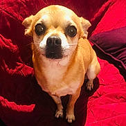 Lady participe au concours pour gagner de l'argent avec cette photo : dog, small_dog, tan_dog, pet, animal, cute, indoor, quilt, red_blanket, fur, sitting, looking_up, whiskers, ears, nose, paws, companion, domestic_animal, canine, close_up