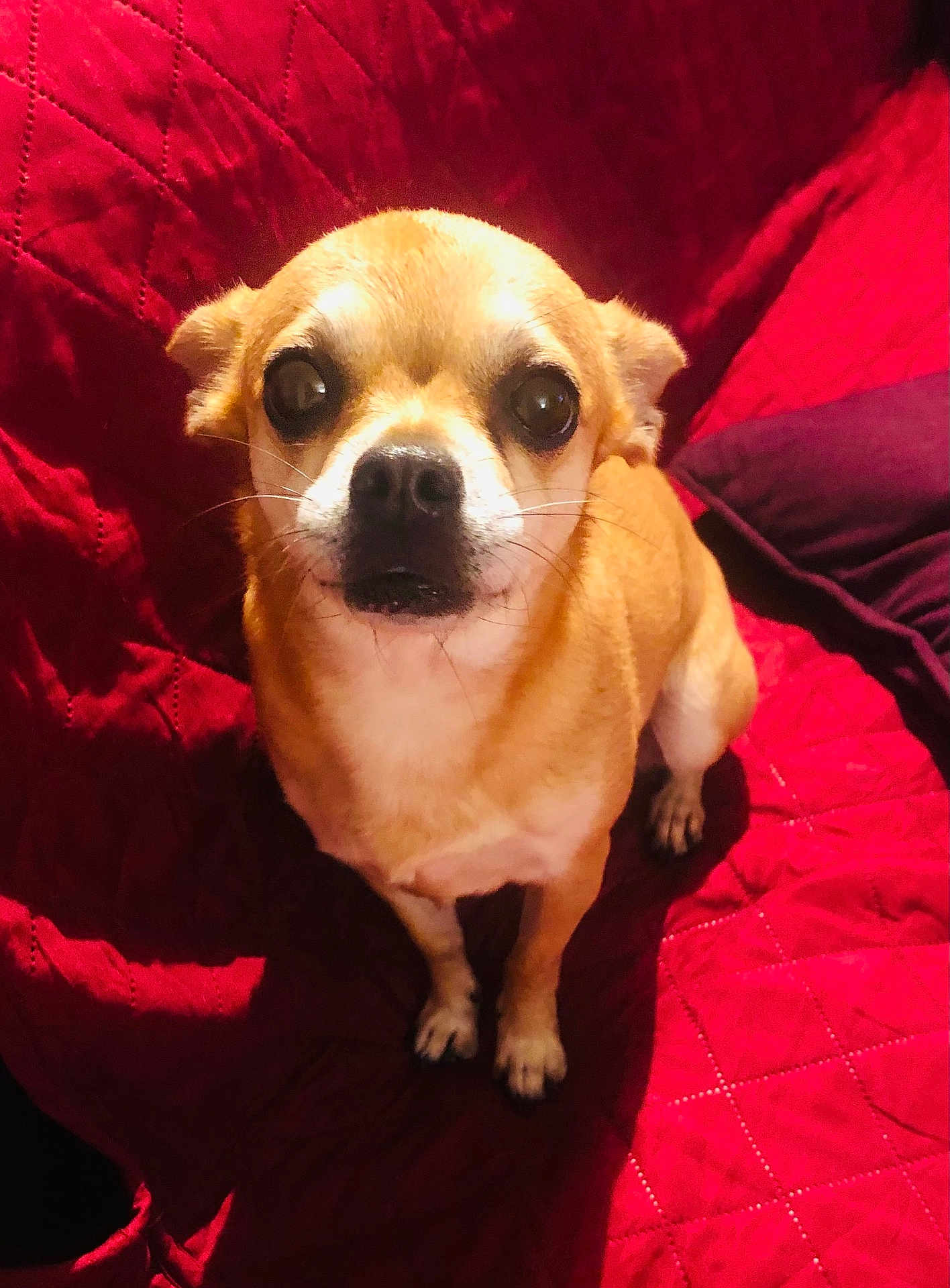 Lady participe au concours pour gagner de l'argent avec cette photo : dog, small_dog, tan_dog, pet, animal, cute, indoor, quilt, red_blanket, fur, sitting, looking_up, whiskers, ears, nose, paws, companion, domestic_animal, canine, close_up