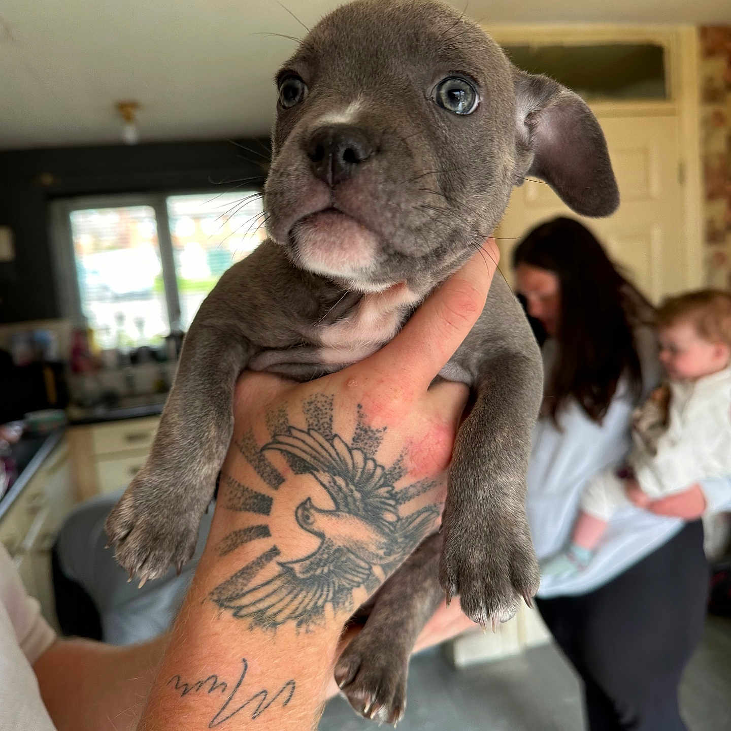 Koda is registered to the contest to win money with this photo: adult, animal, bodypart, bulldog, canine, dog, face, female, frenchbulldog, head, indoors, interiordesign, person, pet, photography, portrait, puppy, skin, tattoo, woman