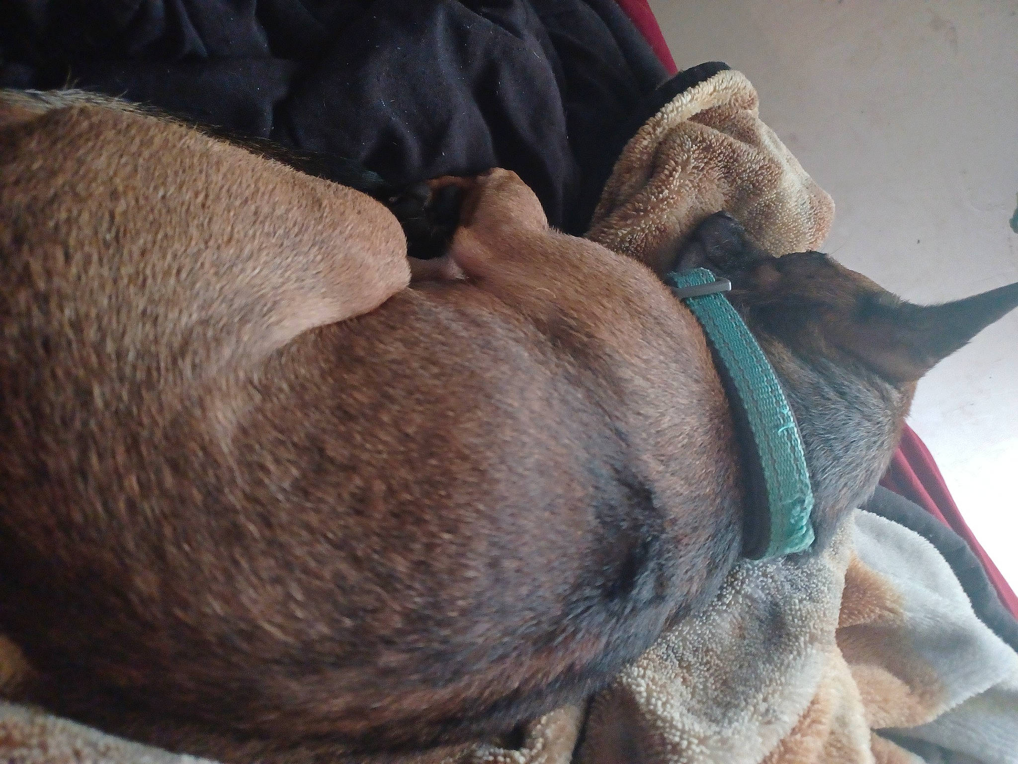 King joined the competition — help win amazing prizes! carnivore, collar, comfort, companion_dog, dog, dog_breed, dog_supply, ear, fawn, fur, grey, liver, nap, pet_supply, snout, sporting_group, terrestrial_animal, whiskers, working_animal, wrinkle