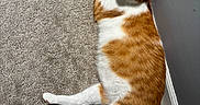 Colby is registered to the contest to win money with this photo: cat, ginger_cat, white_cat, carpet, stairs, indoor, pet, feline, curious, laying_down, looking_up, striped_tail, paw, wall, baseboard, domestic_animal, cute, relaxed, fur, animal