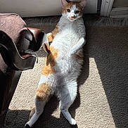 Colby is registered to the contest to win money with this photo: cat, orange_and_white_cat, indoor, carpet, sunlight, door, relaxed, pet, animal, feline, shadow, chair, bag, home, window_light, lying_down, cute, whiskers, ears, floor
