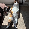 cat, orange_and_white_cat, indoor, carpet, sunlight, door, relaxed, pet, animal, feline, shadow, chair, bag, home, window_light, lying_down, cute, whiskers, ears, floor