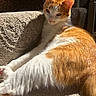 Colby joined the competition — help win amazing prizes! cat, orange_cat, white_cat, pet, animal, feline, stairs, carpet, sunlight, indoor, relaxed, fluffy, fur, resting, cute, domestic, mammal, whiskers, paw, tail