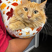 Chase joined the competition — help win amazing prizes! cat, orange_cat, fluffy, longhaired, feline, pet, animal, green_eyes, whiskers, pointed_ears, portrait, close_up, sitting, relaxed, blanket, leaf_pattern, person, arm, indoor, home