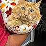 animal, arm, blanket, cat, close_up, feline, fluffy, green_eyes, home, indoor, leaf_pattern, longhaired, orange_cat, person, pet, pointed_ears, portrait, relaxed, sitting, whiskers