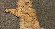 Chase is registered to the contest to win money with this photo: cat, orange_cat, fluffy, longhaired, pet, animal, feline, lying_down, on_back, belly_up, paws, tail, whiskers, green_eyes, carpet, indoors, home, portrait, funny_pose, cute