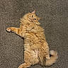 animal, belly_up, carpet, cat, cute, feline, fluffy, funny_pose, green_eyes, home, indoors, longhaired, lying_down, on_back, orange_cat, paws, pet, portrait, tail, whiskers