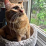 Chase is registered to the contest to win money with this photo: cat, ginger_cat, orange_fur, feline, whiskers, green_eyes, pointed_ears, pet, animal, portrait, close_up, sitting, window, indoors, window_perch, carpet, cozy, natural_light, outdoors, home