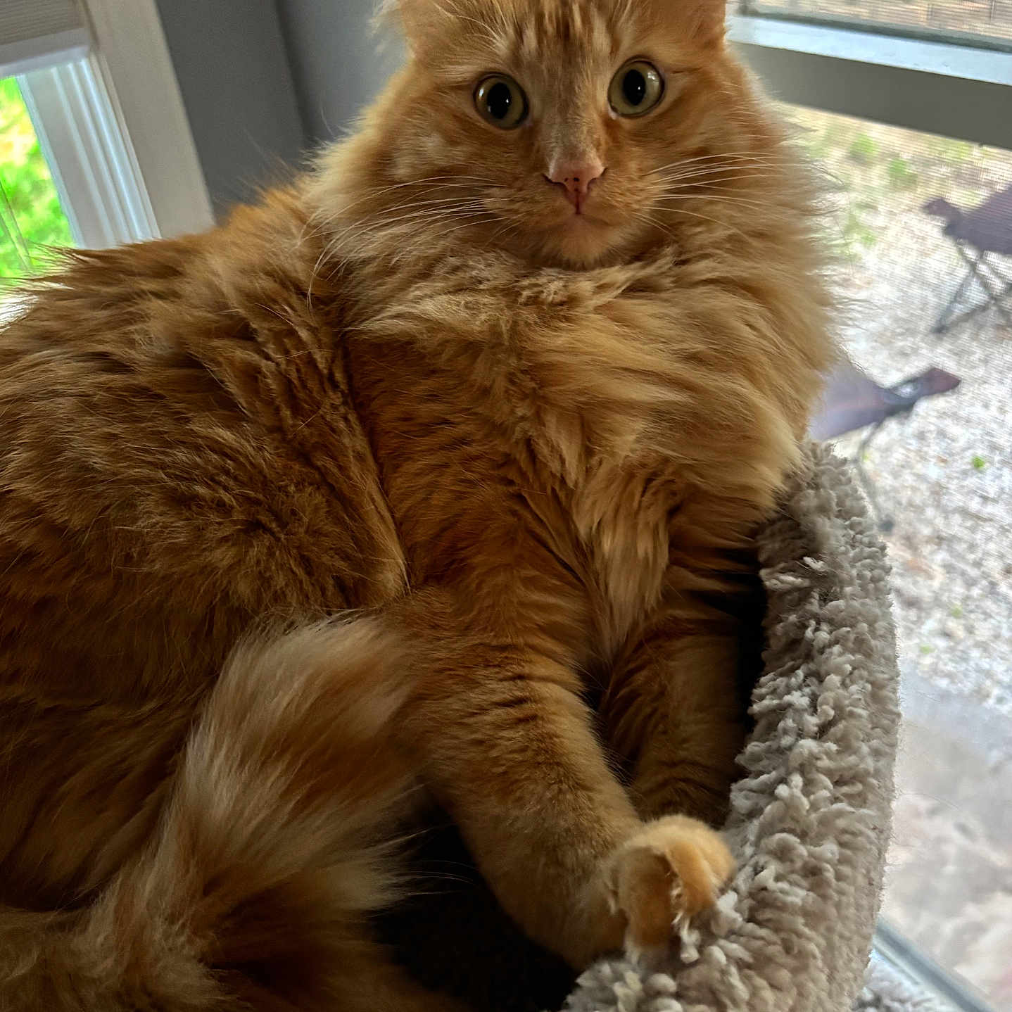 Chase joined the competition — help win amazing prizes! cat, orange_cat, ginger_cat, fluffy, longhaired, feline, pet, animal, portrait, close_up, sitting, lounging, window, indoors, window_perch, carpet, fur, whiskers, ears, green_eyes