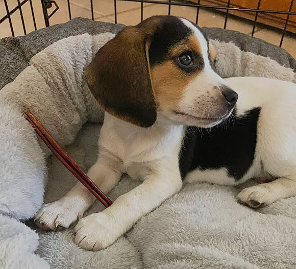 Dakota joined the competition — help win amazing prizes! beagle, beagle_harrier, canidae, carnivore, collar, companion_dog, dog, dog_breed, dog_supply, fawn, flooring, hound, hunting_dog, paw, scent_hound, sporting_group, tail, terrestrial_animal, whiskers, working_animal