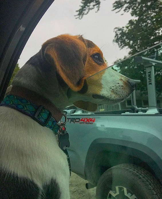 Dakota is registered to the contest to win money with this photo: automotive_exterior, automotive_mirror, car, carnivore, collar, companion_dog, dog, dog_breed, dog_collar, fawn, fender, motor_vehicle, snout, sporting_group, tire, vehicle, vehicle_door, vertebrate, wheel, windshield