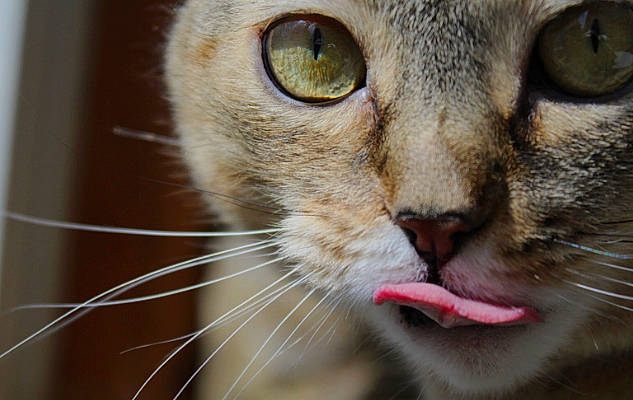 Chewbacca is registered to the contest to win money with this photo: carnivore, cat, curious, domestic_short_haired_cat, ear, fang, fawn, felidae, fur, iris, macro_photography, nose, organism, paw, pet_supply, small_to_medium_sized_cats, snout, terrestrial_animal, whiskers, wildlife