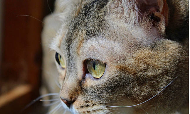 Chewbacca joined the competition — help win amazing prizes! carnivore, cat, domestic_short_haired_cat, ear, fawn, felidae, fur, grass, small_to_medium_sized_cats, snout, terrestrial_animal, tree, whiskers, wildlife