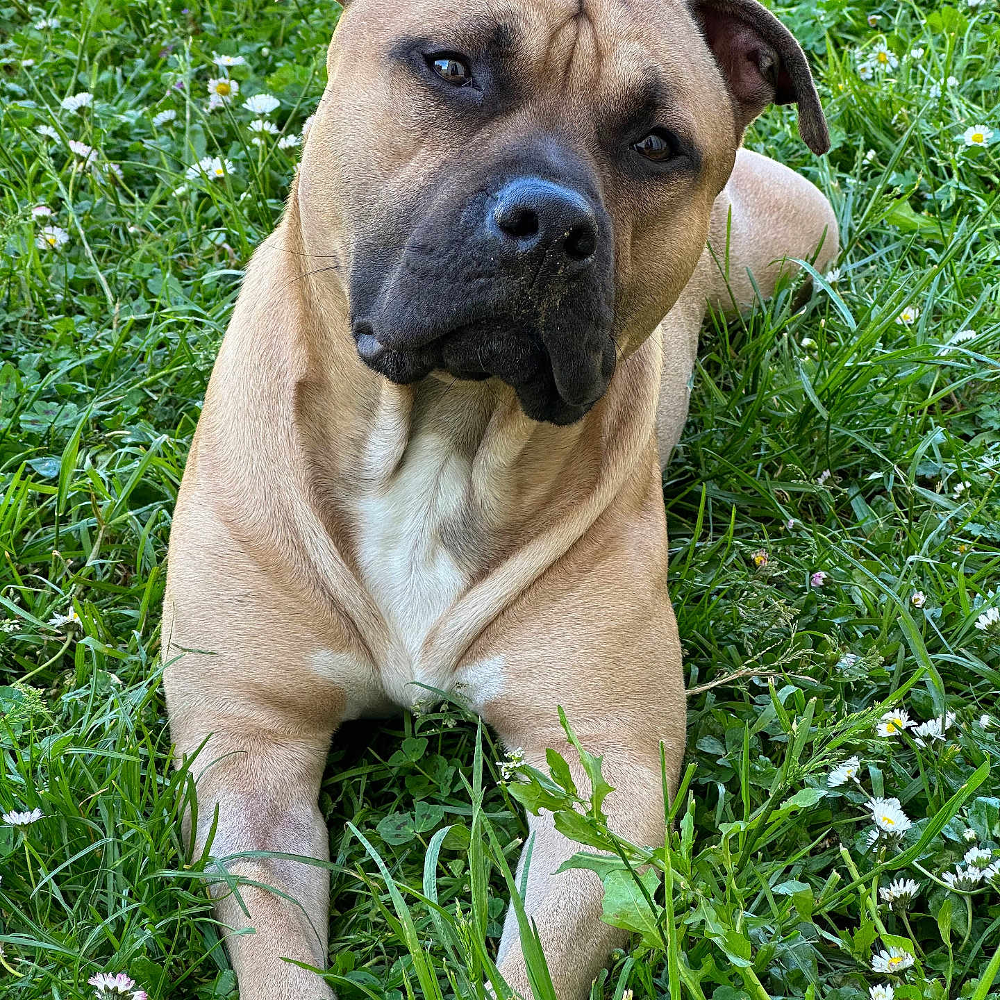 Bart participe au concours pour gagner de l'argent avec cette photo : animal, canine, closeup, curious, cute, dog, ears, flower, fur, grass, greenery, laying_down, nature, outdoor, paw, pet, portrait, relaxed, summer, sunlight
