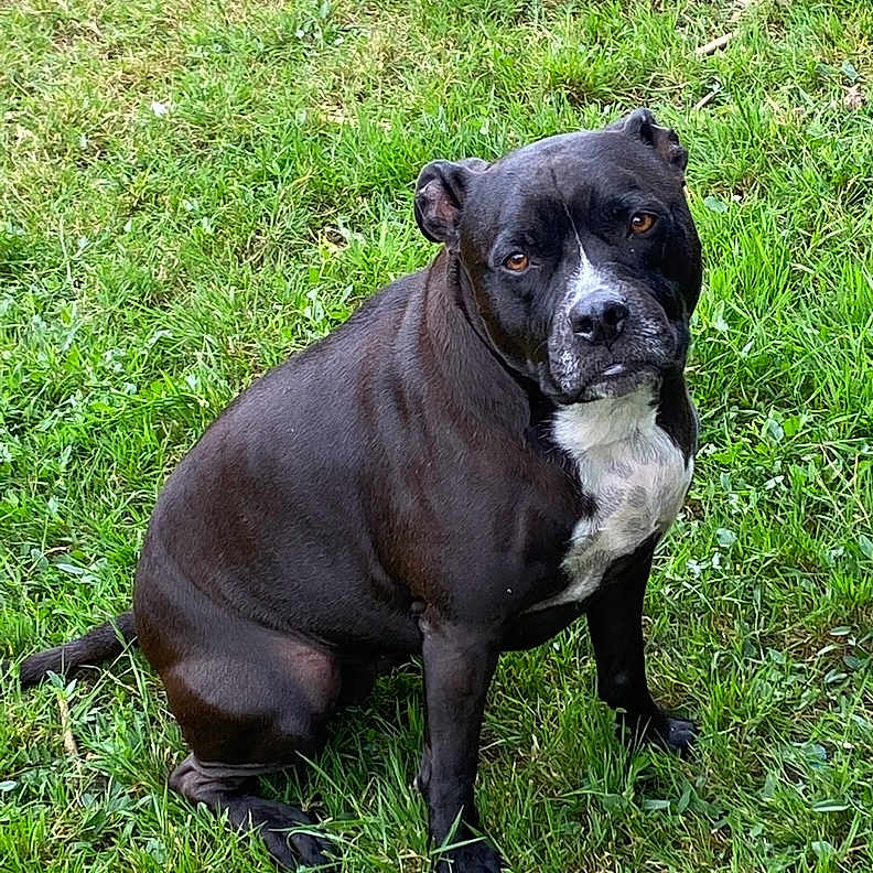 Narca a rejoint le concours — aidez-le/la à gagner de superbes lots ! alert, animal, black_dog, canine, companion, cute, dog, ears, eyes, fur, grass, muzzle, nature, outdoor, pet, portrait, sitting, snout, tail, white_chest
