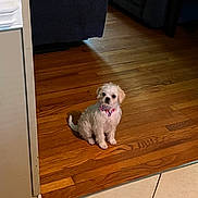 Bentley joined the competition — help win amazing prizes! dog, puppy, bowtie, white_dog, wooden_floor, tile_floor, indoor, pet, small_dog, sitting, cute, fluffy, living_room, furniture, couch, flooring, domestic_animal, animal, companion, canine