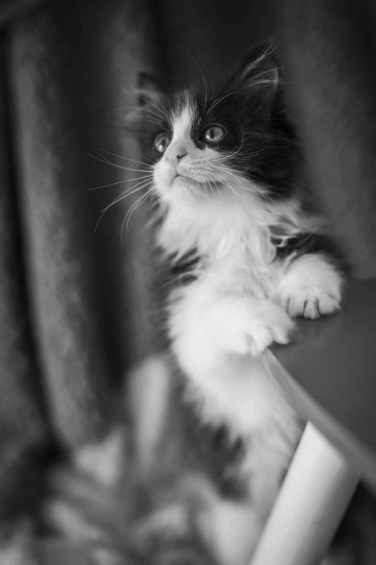 Tibou participe au concours pour gagner de l'argent avec cette photo : kitten, cat, black_and_white, fur, whiskers, table, curious, animal, pet, cute, portrait, indoor, soft, young, feline, close_up, paws, looking_up, blurred_background, adorable