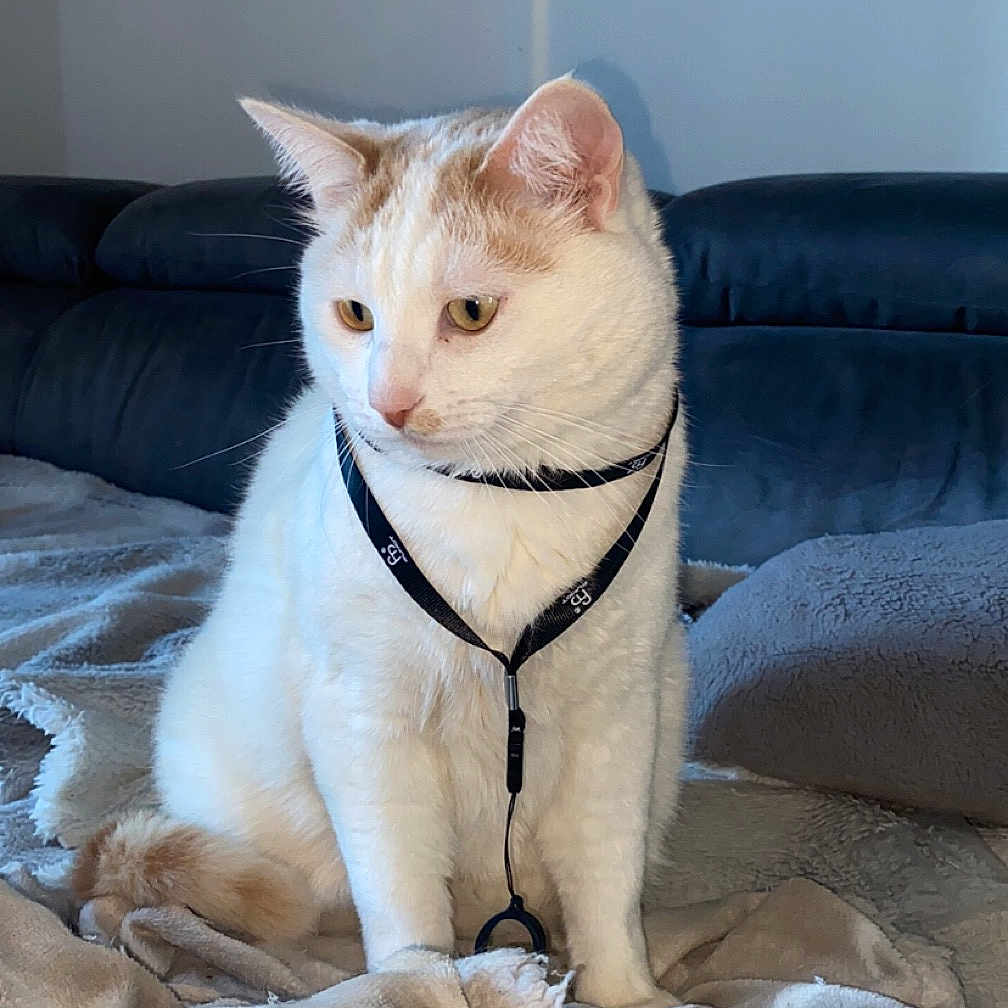 Mesrine a rejoint le concours — aidez-le/la à gagner de superbes lots ! animal, blanket, cat, collar, comfortable, cozy, curious, cute, domestic_cat, feline, fur, home, indoor, leisure, orange_cat, pet, resting, sitting, soft, white_cat