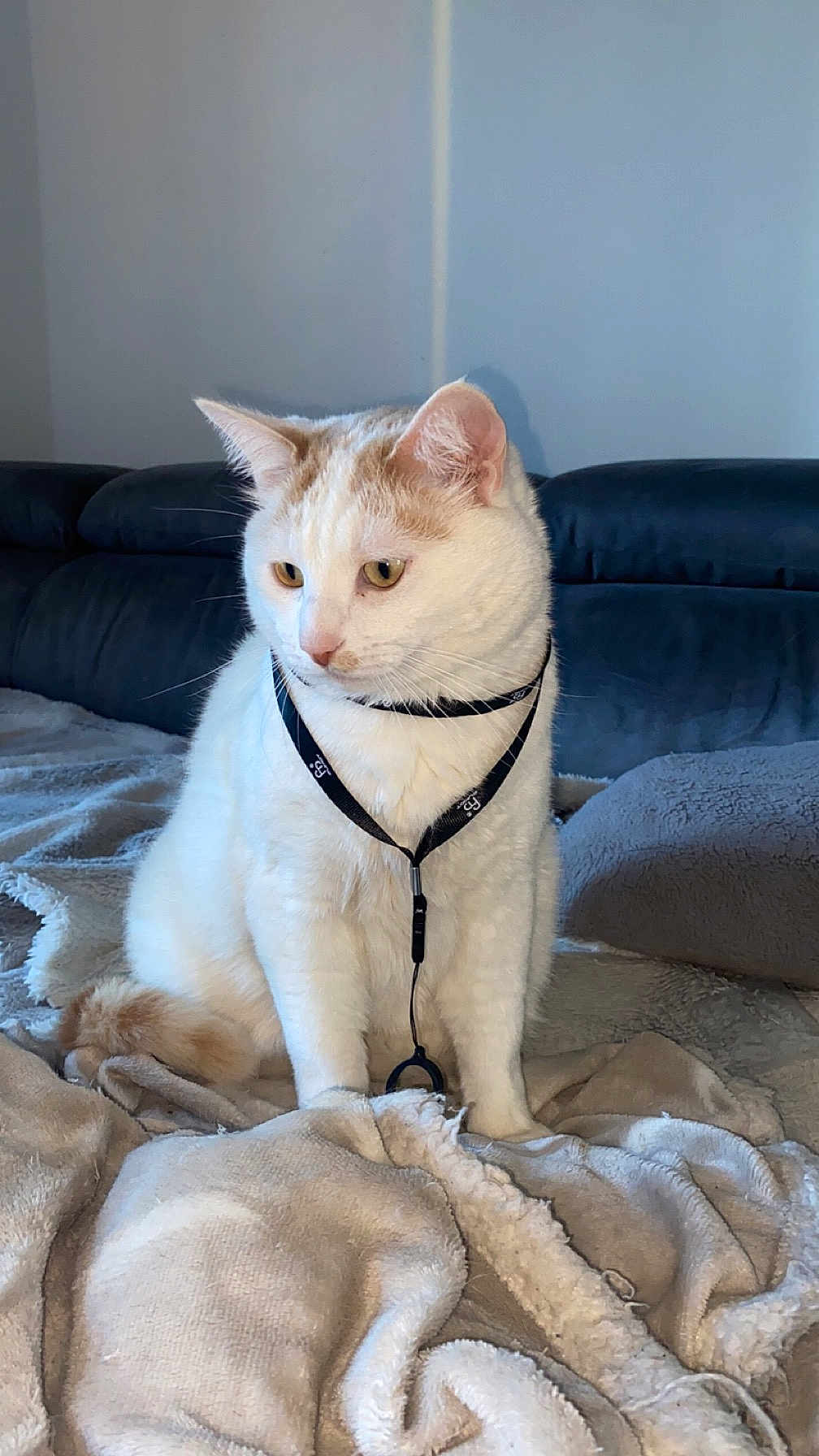 Mesrine a rejoint le concours — aidez-le/la à gagner de superbes lots ! cat, white_cat, orange_cat, pet, indoor, blanket, cozy, feline, fur, animal, cute, sitting, comfortable, domestic_cat, collar, leisure, resting, home, soft, curious