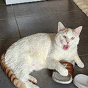 Mesrine a rejoint le concours — aidez-le/la à gagner de superbes lots ! cat, white_cat, orange_tail, tile_floor, indoor, sandal, nike, paw, playful, mouth_open, pet, fur, animal, domestic, resting, floor, footwear, rug, home, kitten