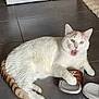 cat, white_cat, orange_tail, tile_floor, indoor, sandal, nike, paw, playful, mouth_open, pet, fur, animal, domestic, resting, floor, footwear, rug, home, kitten