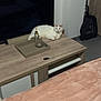 Mesrine participe au concours pour gagner de l'argent avec cette photo : cat, white_cat, orange_spots, tv_stand, wooden_furniture, tray, decorative_items, flat_screen_tv, living_room, blanket, cozy, pet, indoor, relaxed, feline, table, electronics, black_bag, floor_tiles, home