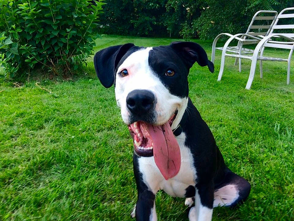 Pete is registered to the contest to win money with this photo: canidae, carnivore, chair, collar, companion_dog, dog, dog_breed, dog_collar, fawn, grass, outdoor_furniture, plant, snout, sporting_group, tail, terrestrial_animal, tree, whiskers, working_animal, working_dog