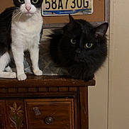 Solo joined the competition — help win amazing prizes! alabama, black_cat, cat, cats, curious, domestic_animal, dresser, eyes, fur, indoor, license_plate, paws, pet, portrait, room, shelf, stare, tuxedo_cat, whiskers, wooden_furniture