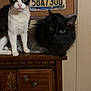 alabama, black_cat, cat, cats, curious, domestic_animal, dresser, eyes, fur, indoor, license_plate, paws, pet, portrait, room, shelf, stare, tuxedo_cat, whiskers, wooden_furniture