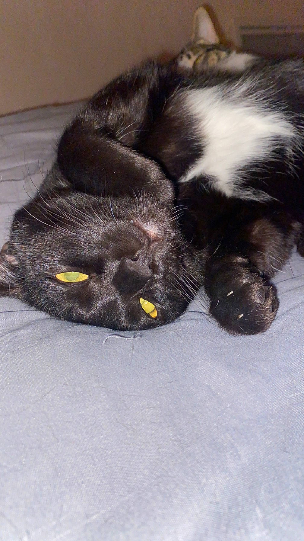 Kaaris a rejoint le concours — aidez-le/la à gagner de superbes lots ! black_cat, carnivore, cat, claw, comfort, domestic_short_haired_cat, felidae, foot, fur, grey, paw, small_to_medium_sized_cats, snout, tail, terrestrial_animal, whiskers