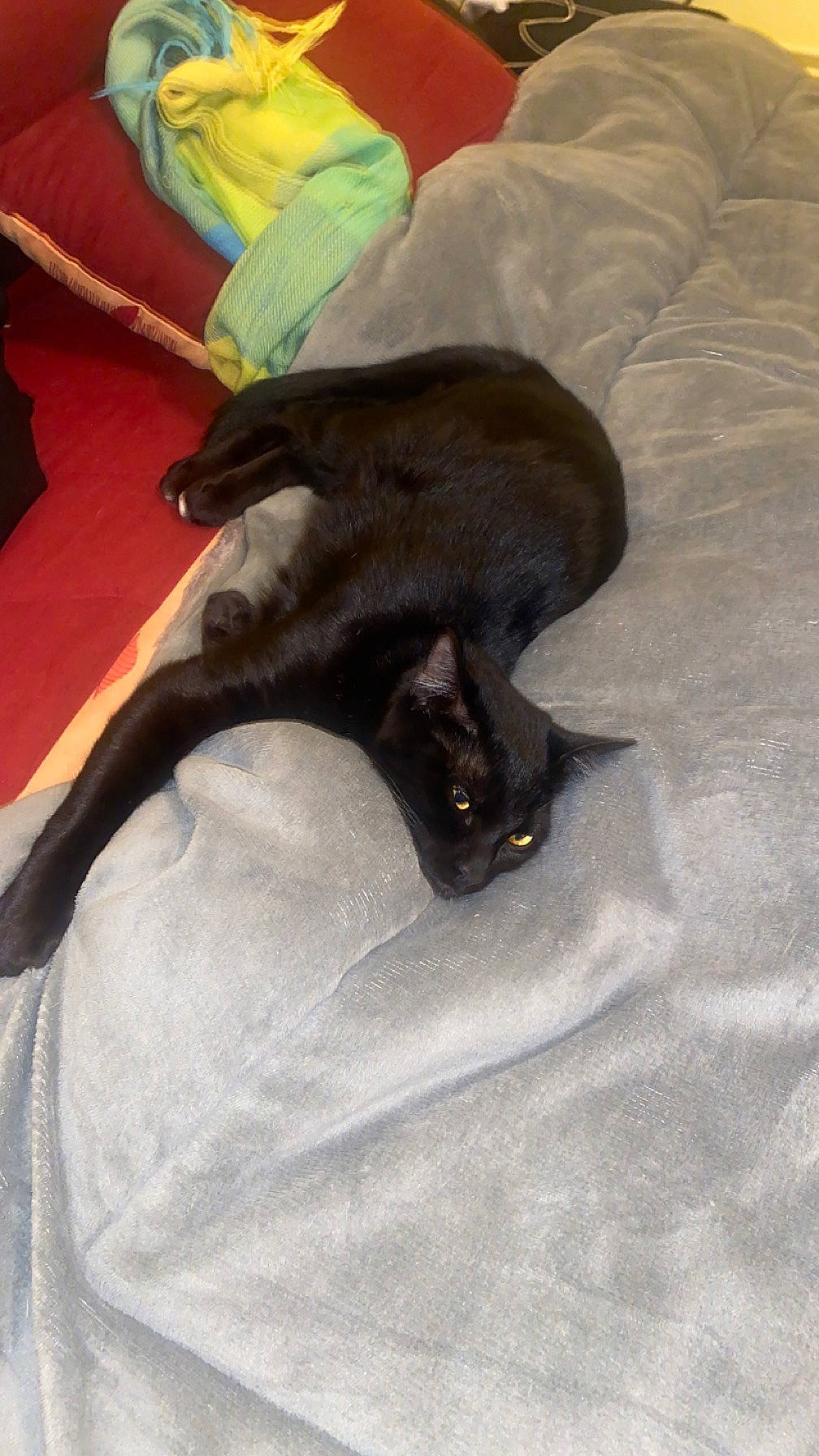 Kaaris a rejoint le concours — aidez-le/la à gagner de superbes lots ! black_cat, bombay, canidae, carnivore, cat, claw, comfort, dog_breed, domestic_short_haired_cat, fawn, felidae, flooring, fur, grey, havana_brown, linens, small_to_medium_sized_cats, sporting_group, tail, whiskers