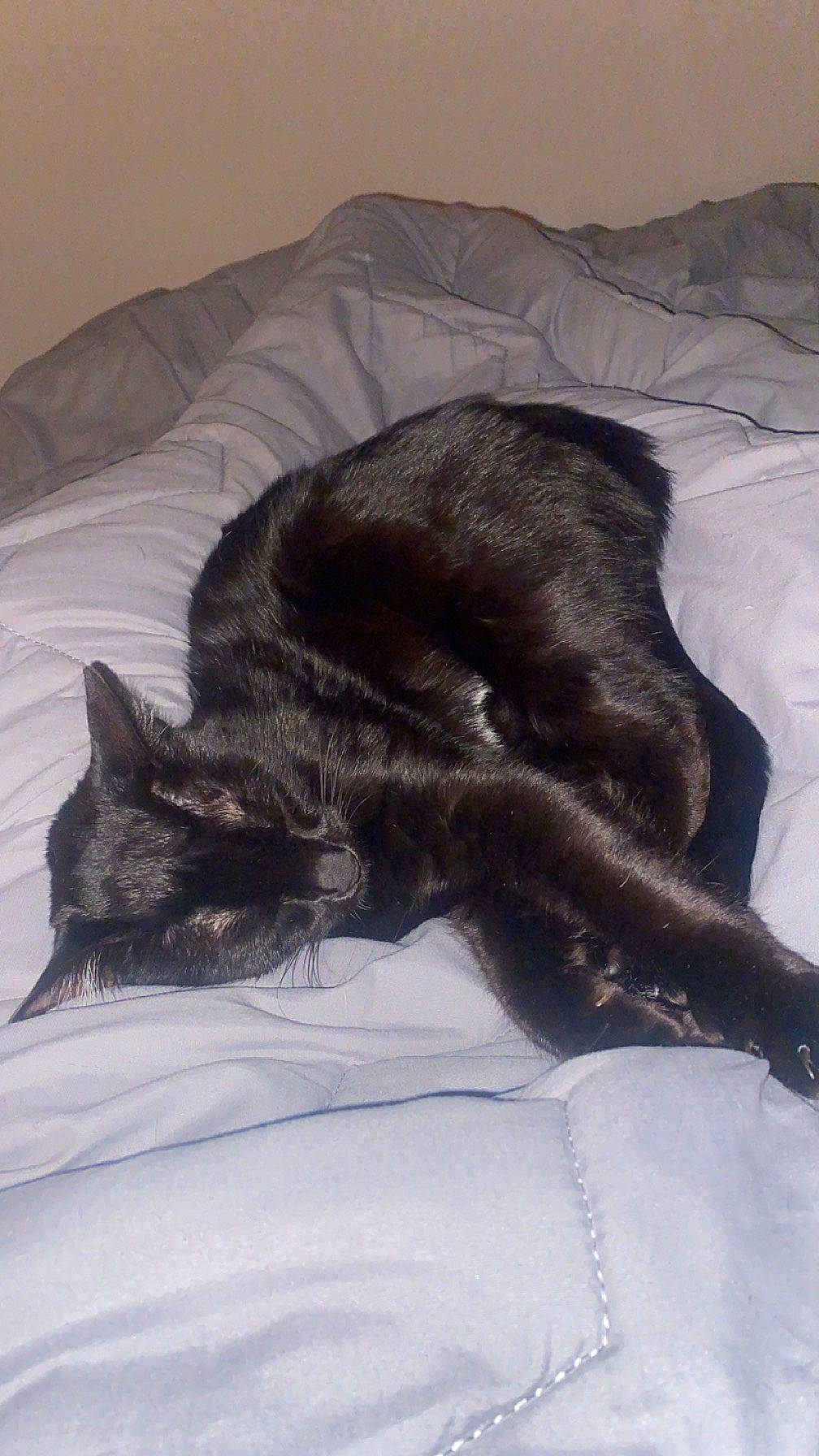 Kaaris a rejoint le concours — aidez-le/la à gagner de superbes lots ! bed, black_cat, bombay, carnivore, cat, claw, comfort, dog_breed, domestic_short_haired_cat, felidae, fur, grey, linens, liver, mammal, nap, paw, small_to_medium_sized_cats, tail, whiskers