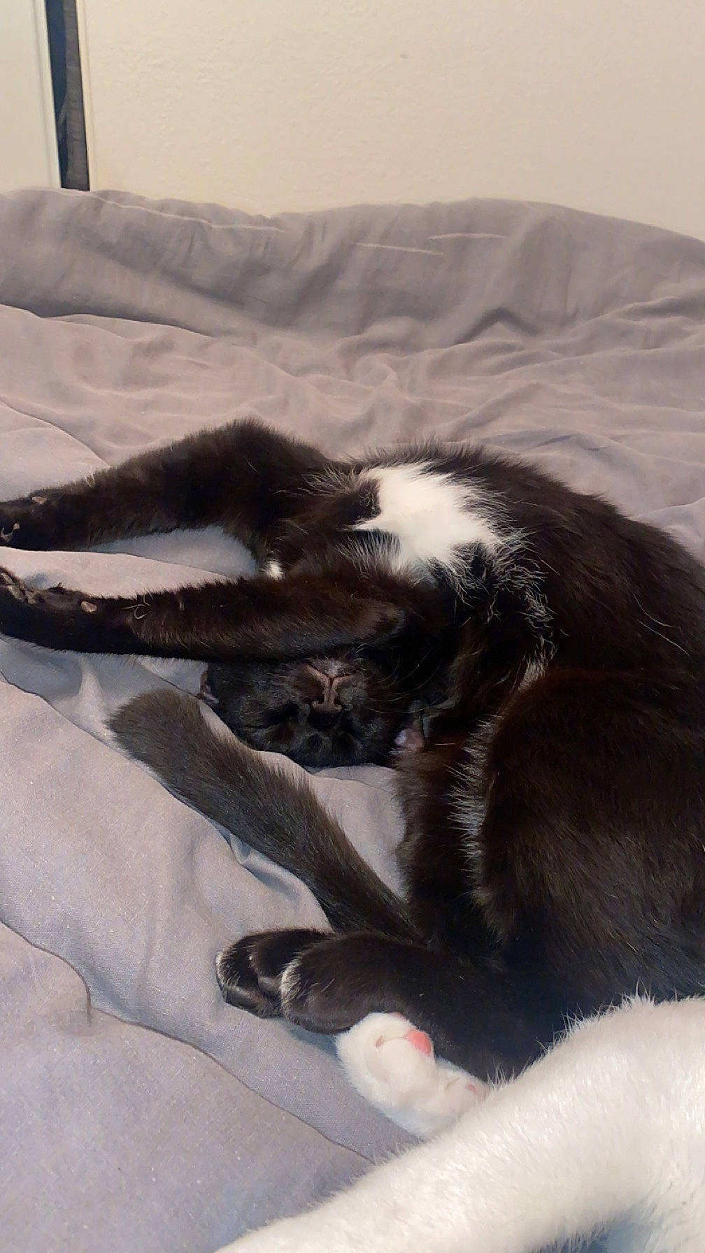 Kaaris a rejoint le concours — aidez-le/la à gagner de superbes lots ! black_cat, canidae, carnivore, cat, claw, comfort, dog_breed, domestic_short_haired_cat, felidae, flooring, fur, linens, nap, paw, room, sleep, small_to_medium_sized_cats, sporting_group, tail, whiskers