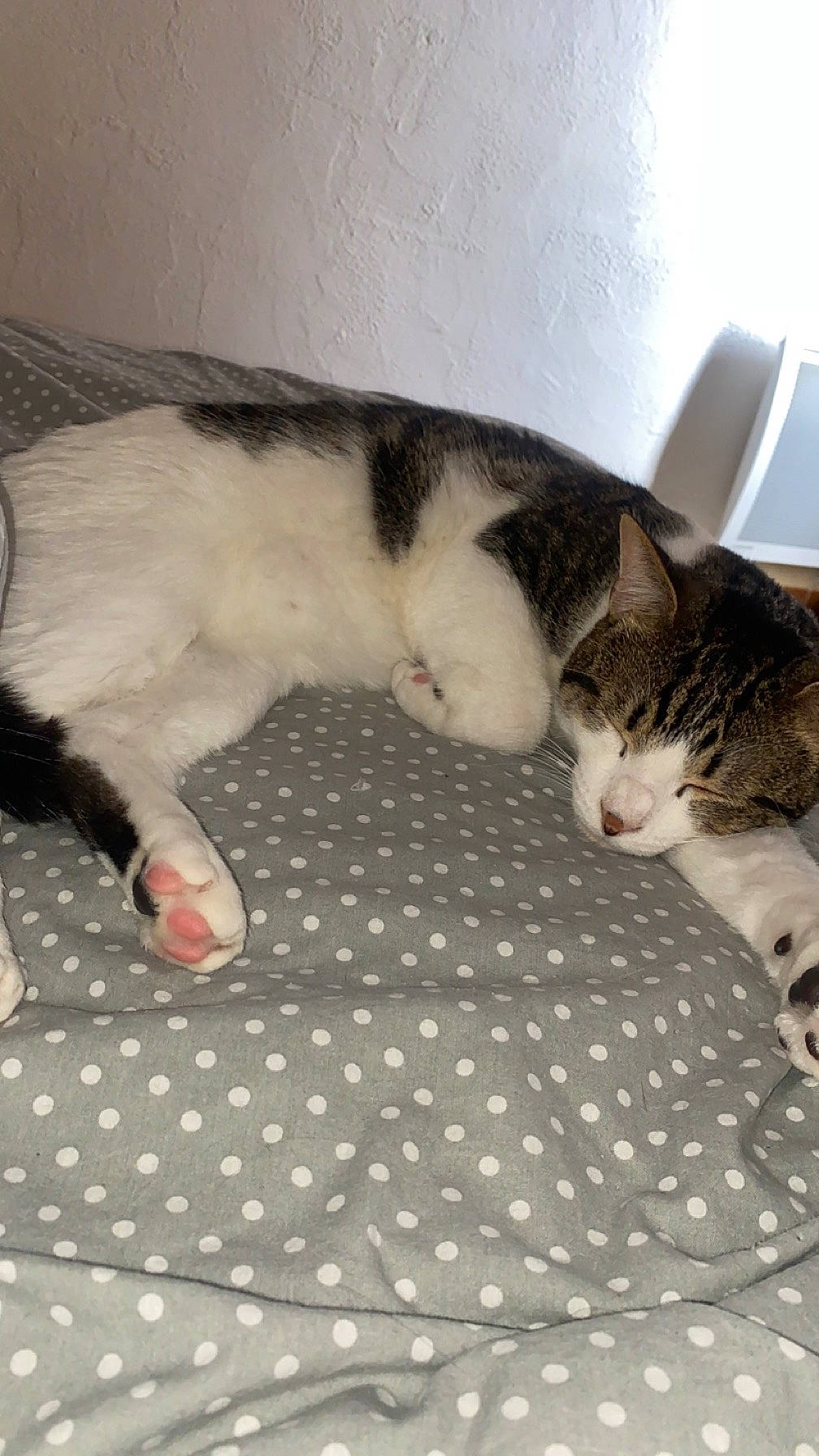 Stitch a rejoint le concours — aidez-le/la à gagner de superbes lots ! carnivore, cat, claw, comfort, domestic_short_haired_cat, felidae, flooring, fur, linens, mammal, nap, pattern, paw, room, sleep, small_to_medium_sized_cats, snout, tail, vertebrate, whiskers